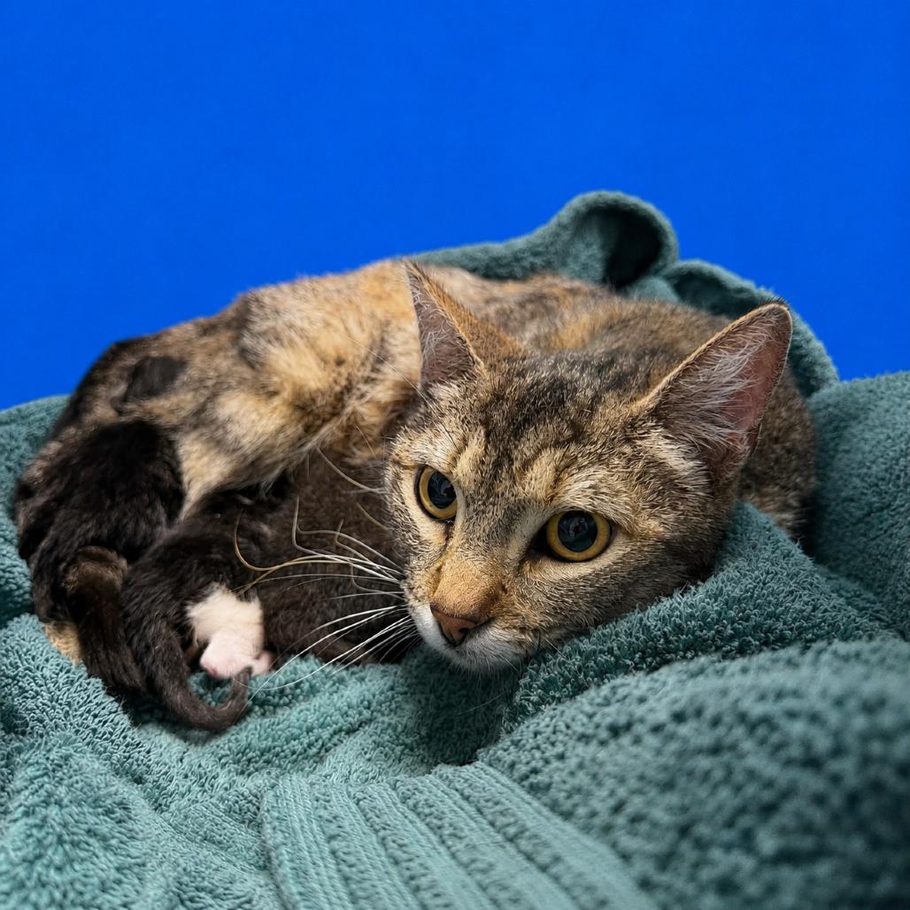 Spunky, Adoptable, Young Female Domestic Short Hair.