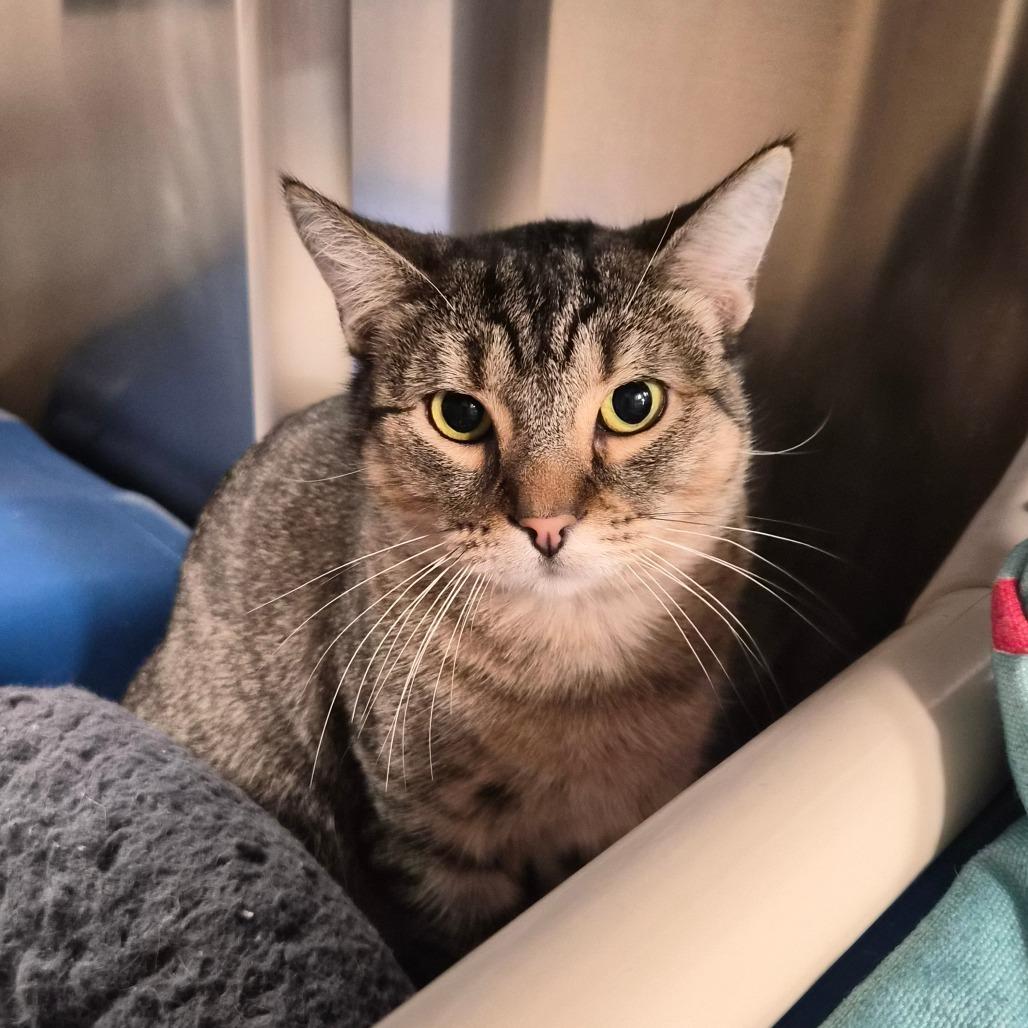 Enlarge Spunky, a Adoptable Domestic Short Hair in Riverside, CA image 4/6