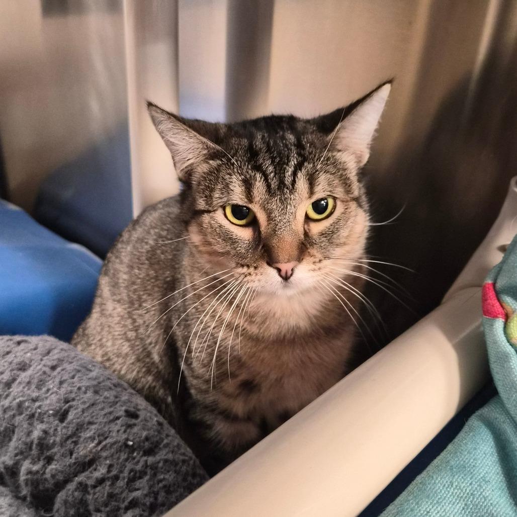 Enlarge Spunky, a Adoptable Domestic Short Hair in Riverside, CA image 5/6