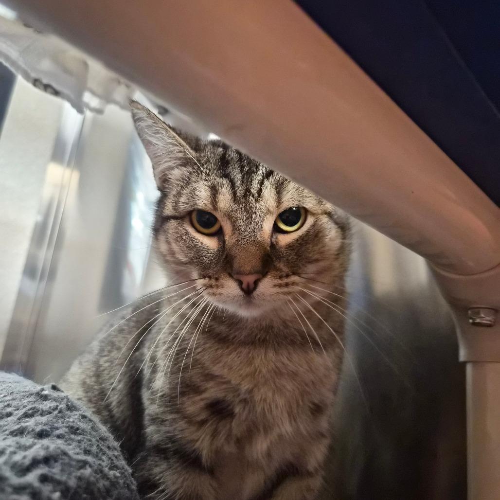 Enlarge Spunky, a Adoptable Domestic Short Hair in Riverside, CA image 6/6