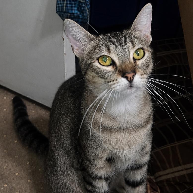 Enlarge Spunky, a Adoptable Domestic Short Hair in Riverside, CA image 1/1
