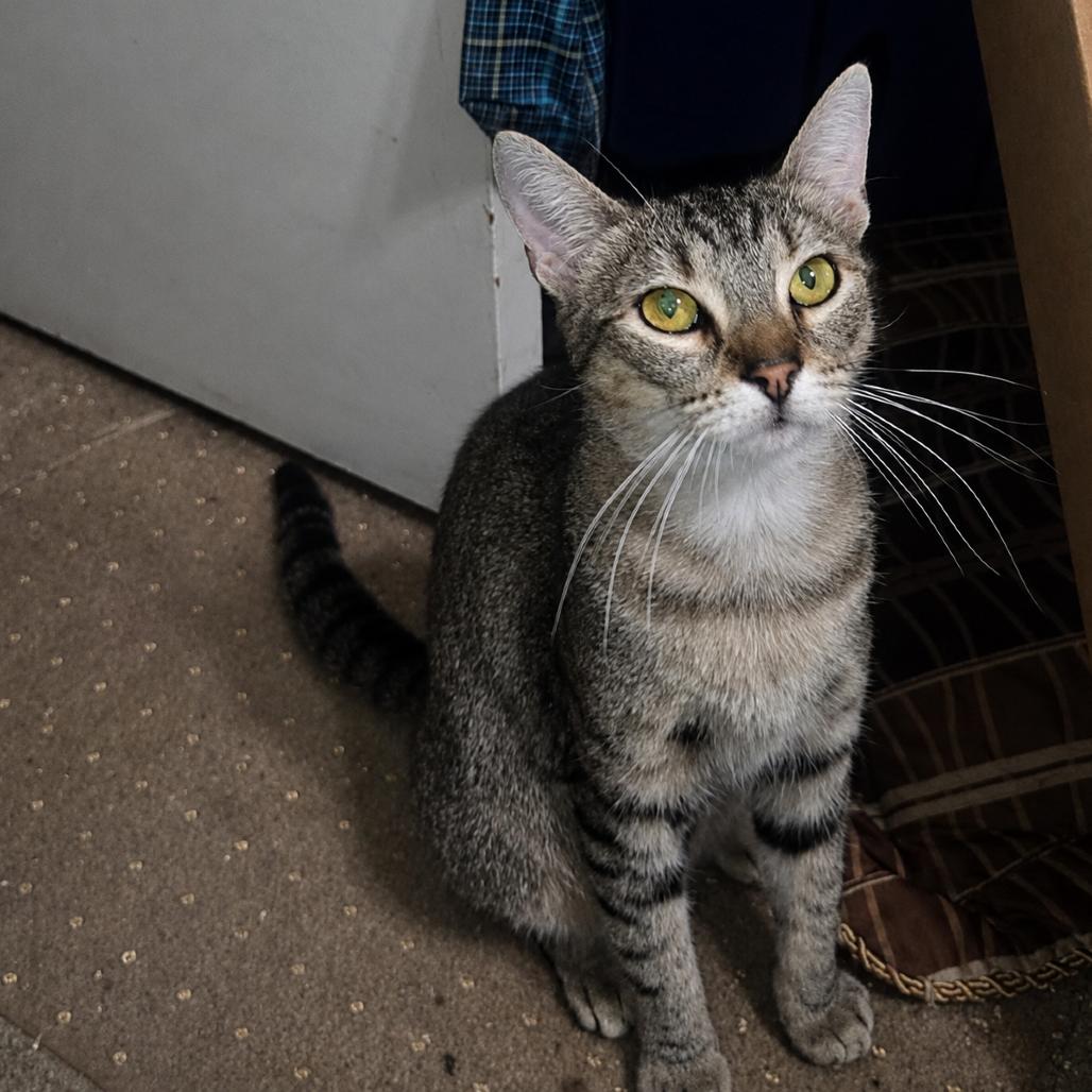 Spunky, a Adoptable Domestic Short Hair in Riverside, CA image 2/2