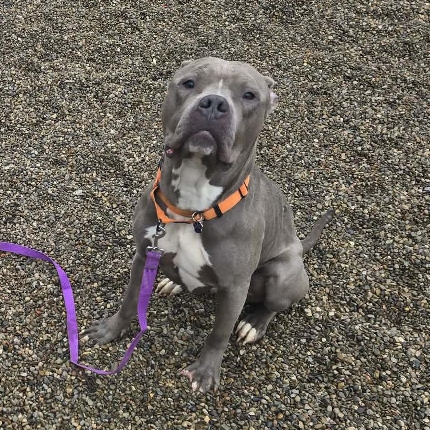 Enlarge Squiggy, an adopted mixed breed in Grafton, OH image 2/4