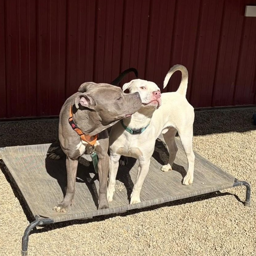 Enlarge Squiggy, an adopted mixed breed in Grafton, OH image 4/4