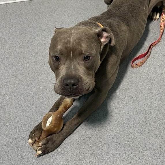 Enlarge Squiggy, an adopted mixed breed in Grafton, OH image 1/4