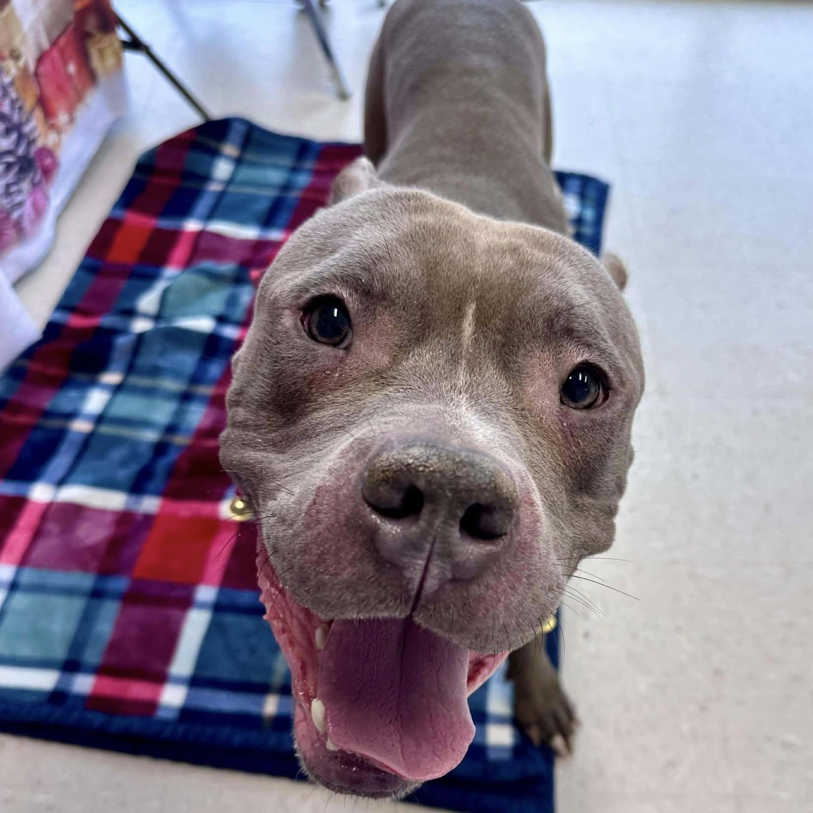 Enlarge Squiggy, an adopted mixed breed in Grafton, OH image 3/4