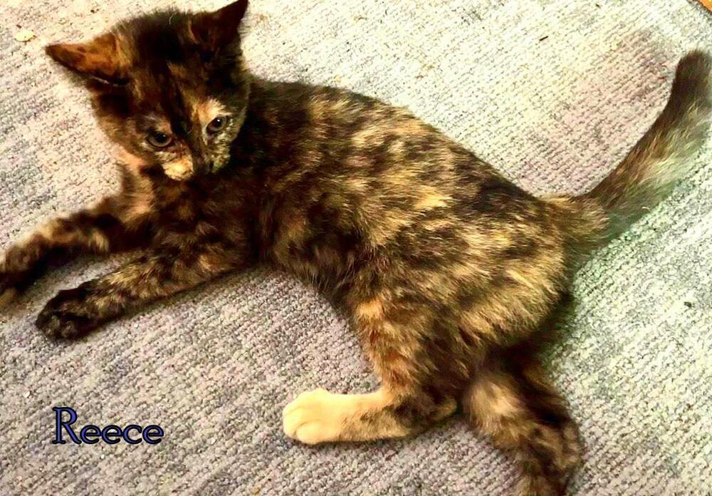 Reece, Adoptable, Adult Female Domestic Short Hair.