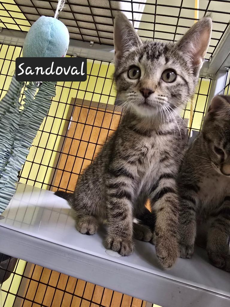 Sandoval, Adoptable, Kitten Female Domestic Short Hair.