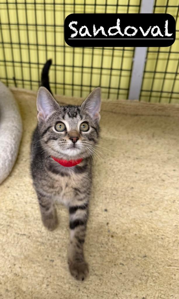 Sandoval, a Adoptable mixed breed in Maumelle, AR image 2/3