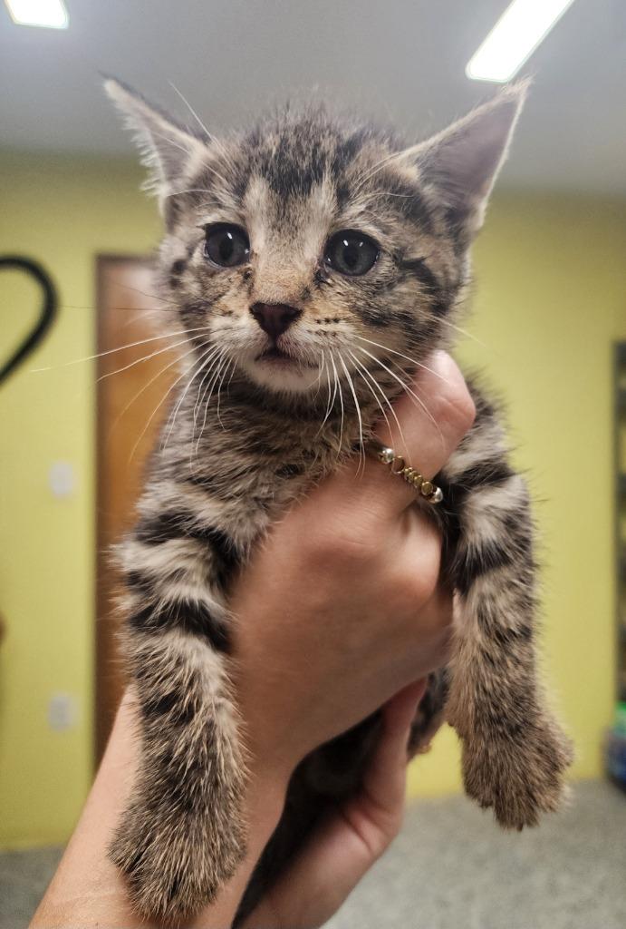Sandoval, a Adoptable mixed breed in Maumelle, AR image 3/3