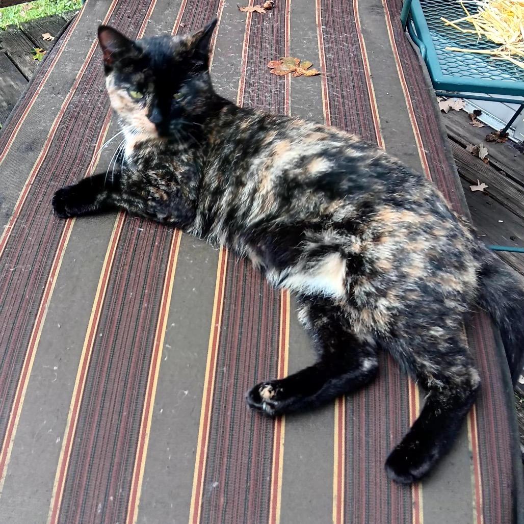 Angel — thumbnail 2