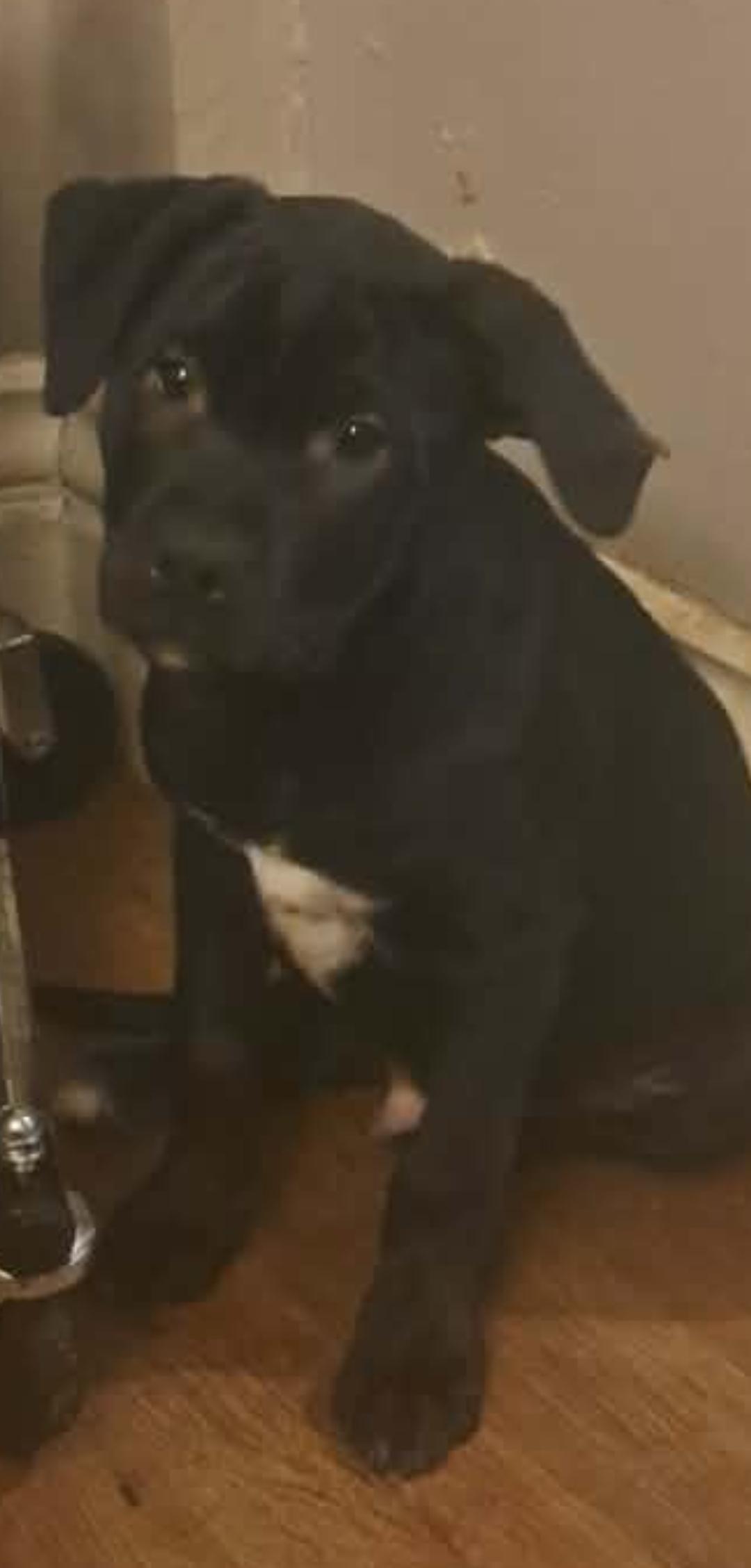 PABLO, ADOPTABLE, Puppy Male Black Labrador Retriever & Pit Bull Terrier.