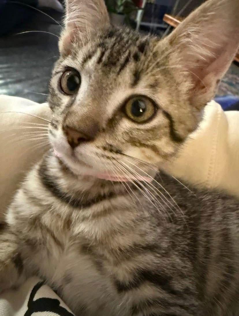 Enlarge JillyBean, a Adoptable Domestic Short Hair in Scottsdale, AZ image 1/1