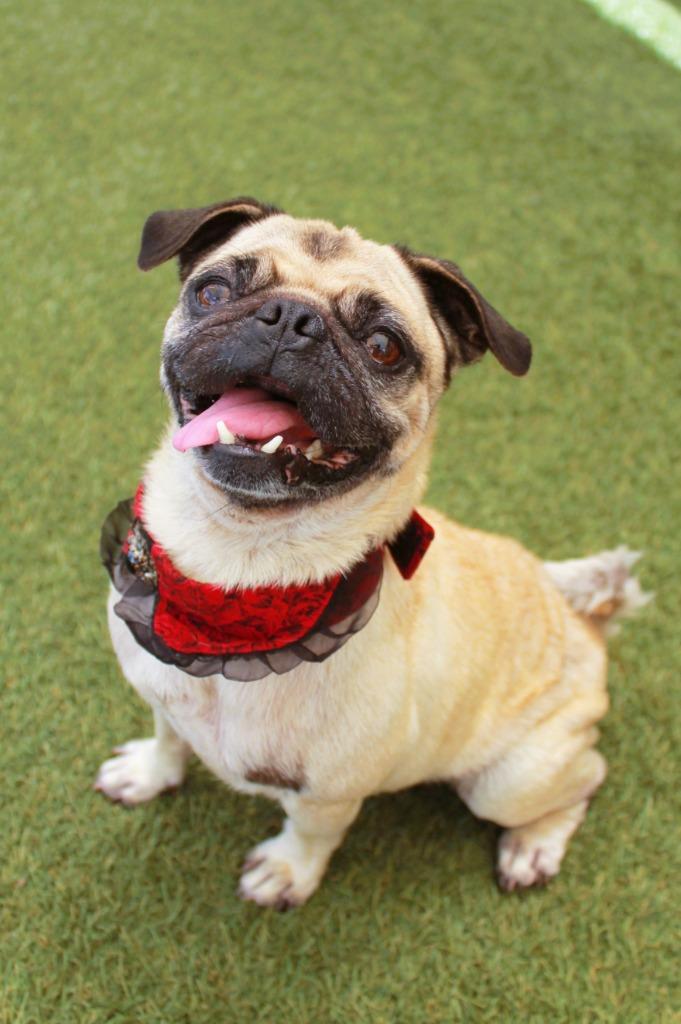 Kerolin, Adoptable, Adult Female Pug.