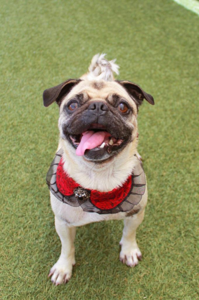 Enlarge Kerolin, a Adoptable Pug in Gardena, CA image 2/6