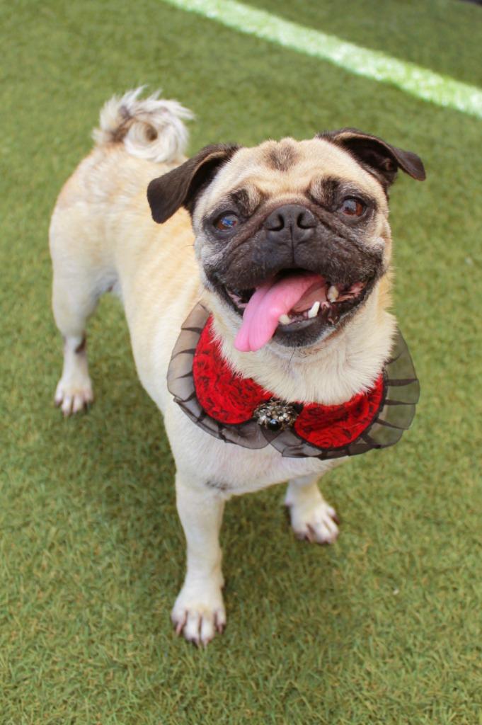 Enlarge Kerolin, a Adoptable Pug in Gardena, CA image 3/6