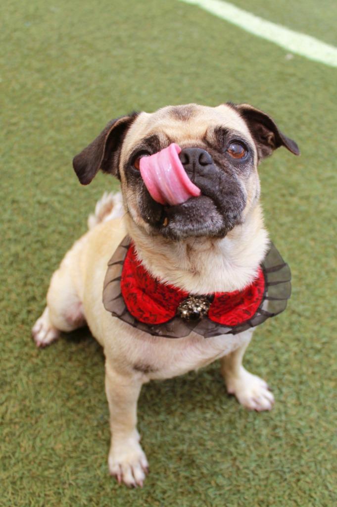 Enlarge Kerolin, a Adoptable Pug in Gardena, CA image 4/6