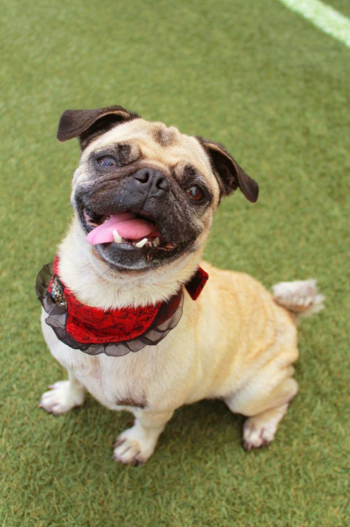 Enlarge Kerolin, a Adoptable Pug in Gardena, CA image 5/6