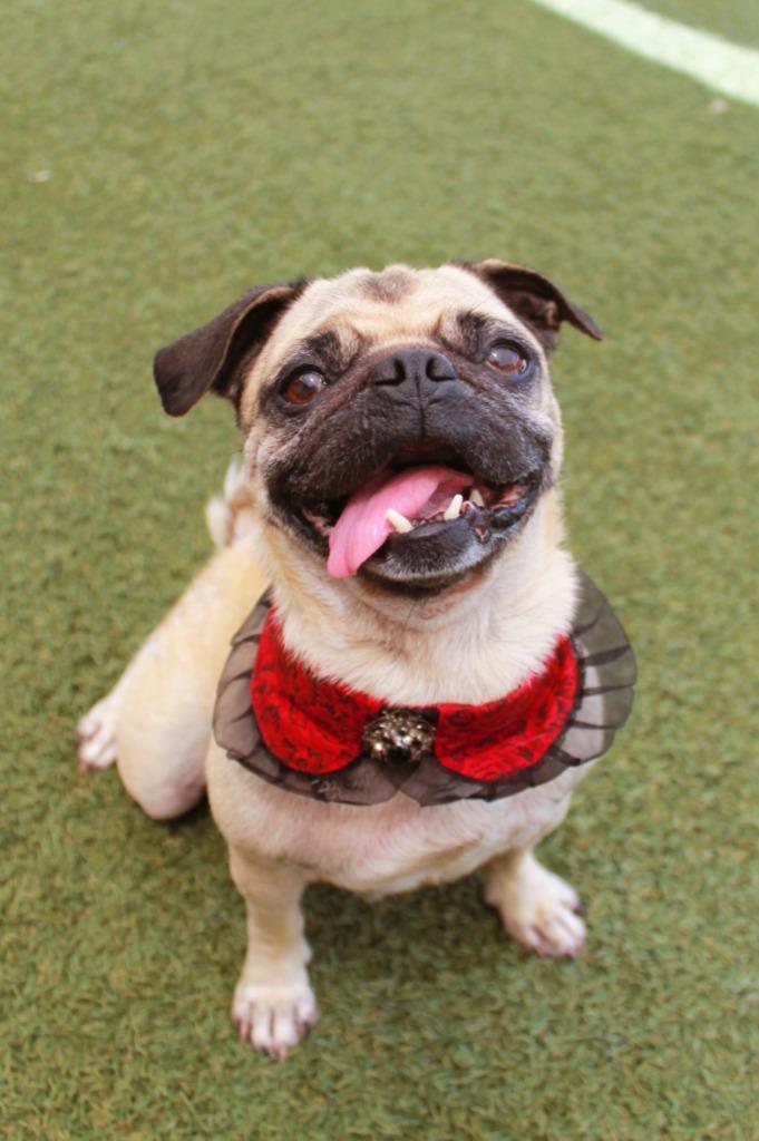 Enlarge Kerolin, a Adoptable Pug in Gardena, CA image 6/6