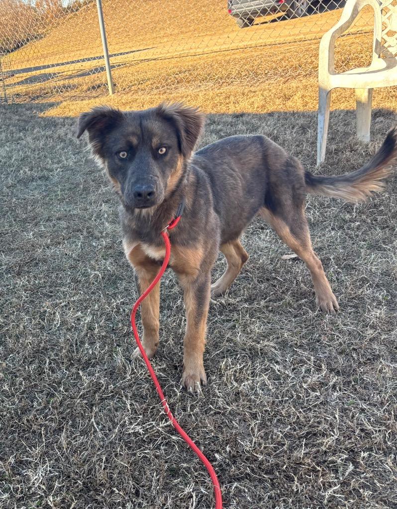 Eve, Adoptable, Young Female German Shepherd Dog & Mixed Breed.
