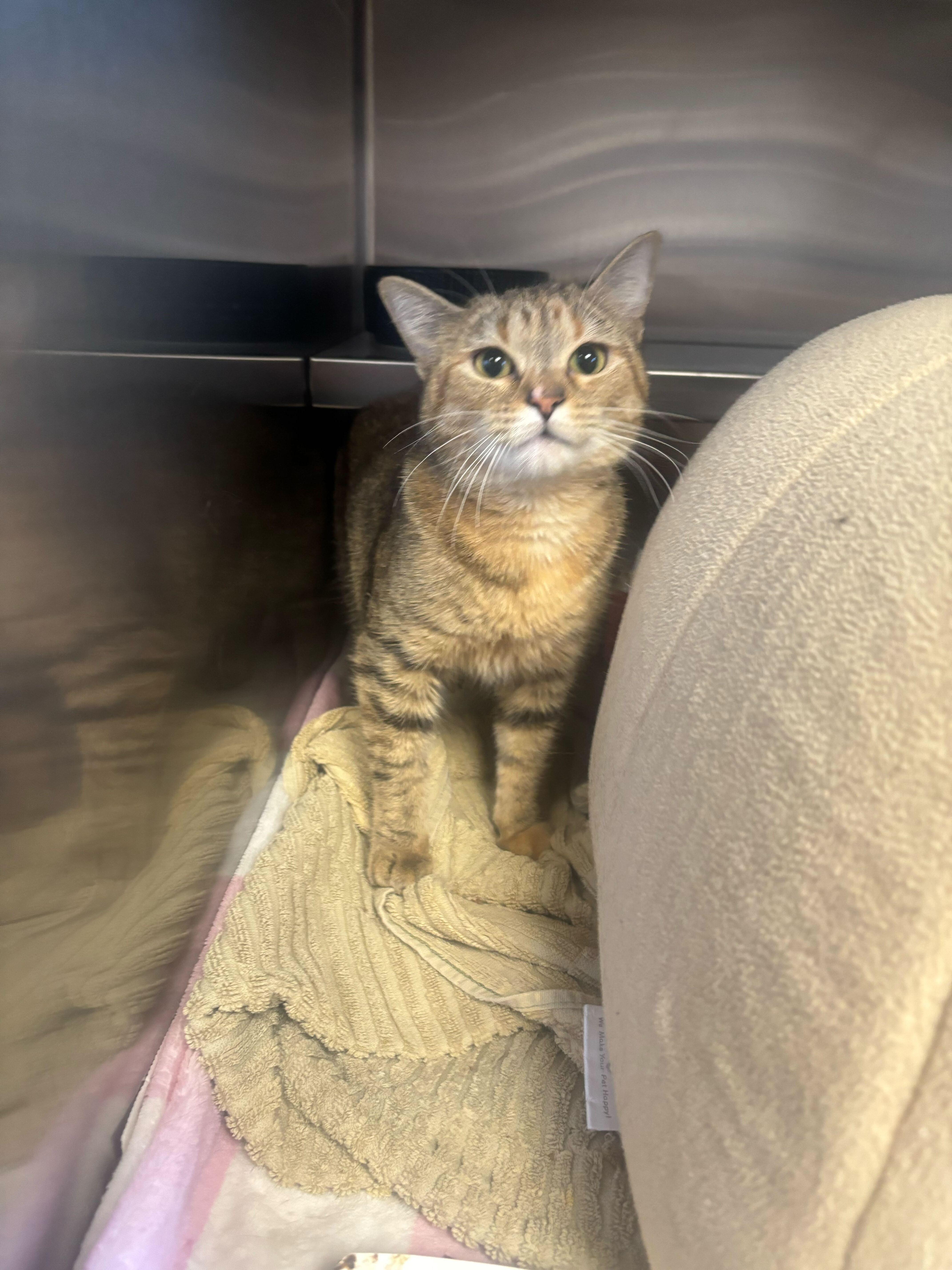 Iris, ADOPTABLE, Adult Female Domestic Short Hair.