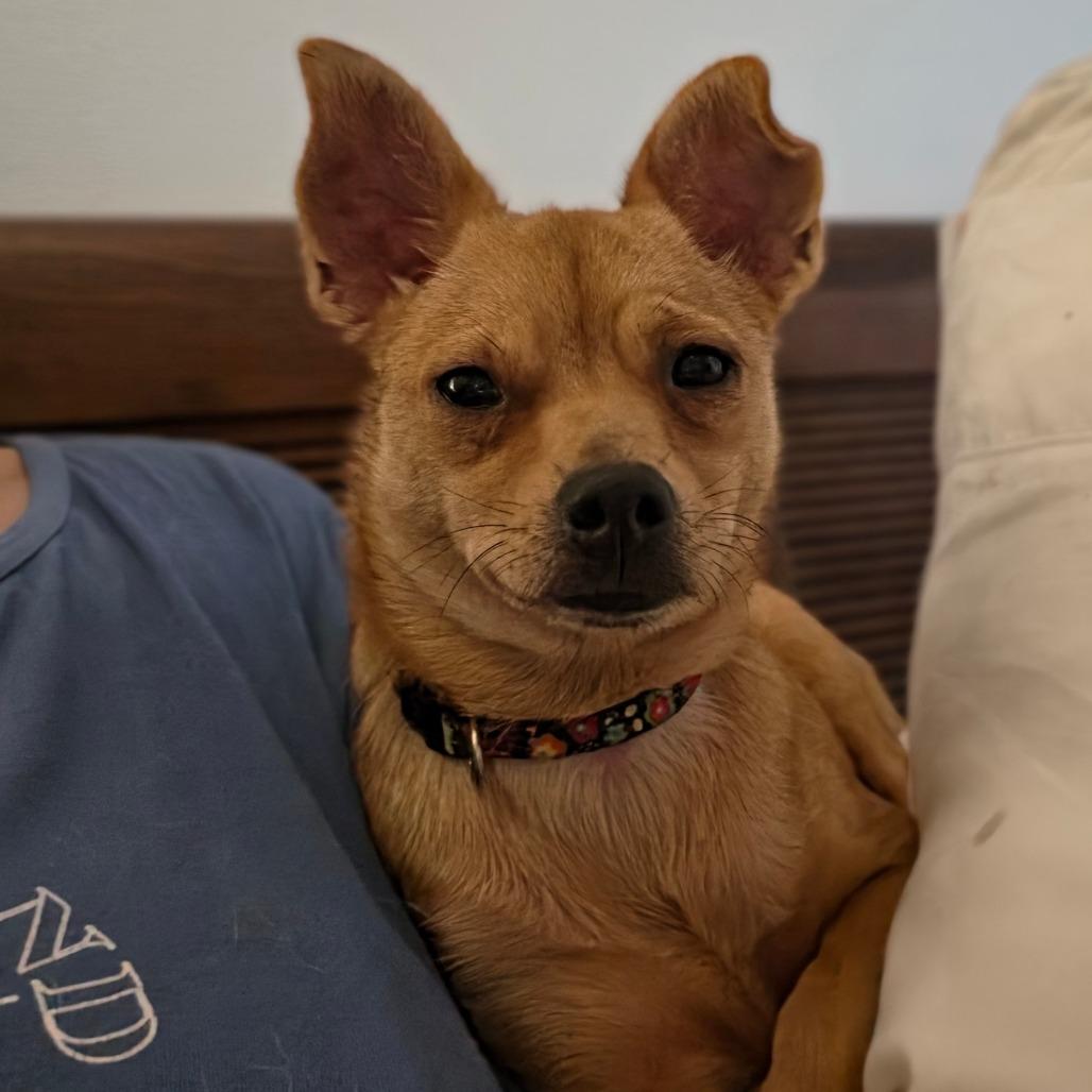 Enlarge Callejera, a Adoptable mixed breed in Kissimmee, FL image 1/4