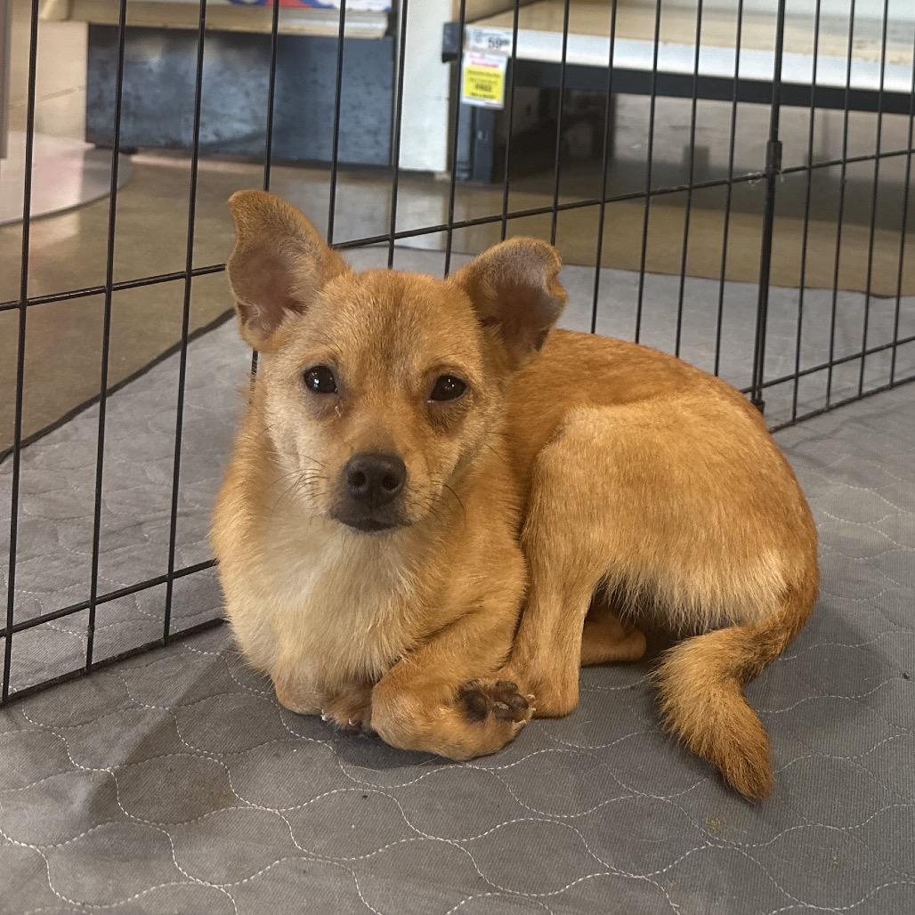 Enlarge Callejera, a Adoptable mixed breed in Kissimmee, FL image 2/4