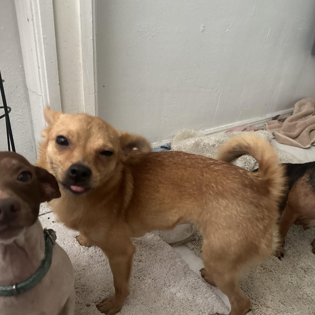 Enlarge Callejera, a Adoptable mixed breed in Kissimmee, FL image 3/4