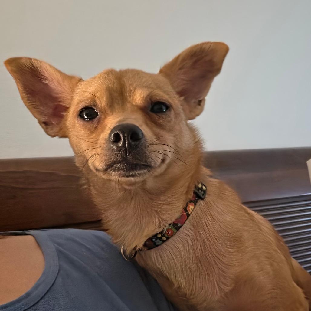 Enlarge Callejera, a Adoptable mixed breed in Kissimmee, FL image 4/4