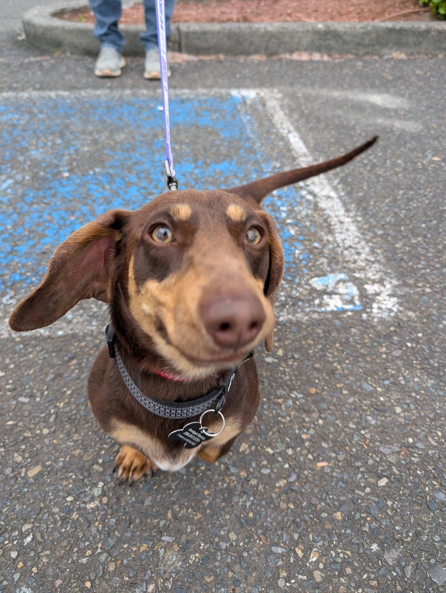 Enlarge Moose, a Adoptable Dachshund in Covington, WA image 3/5