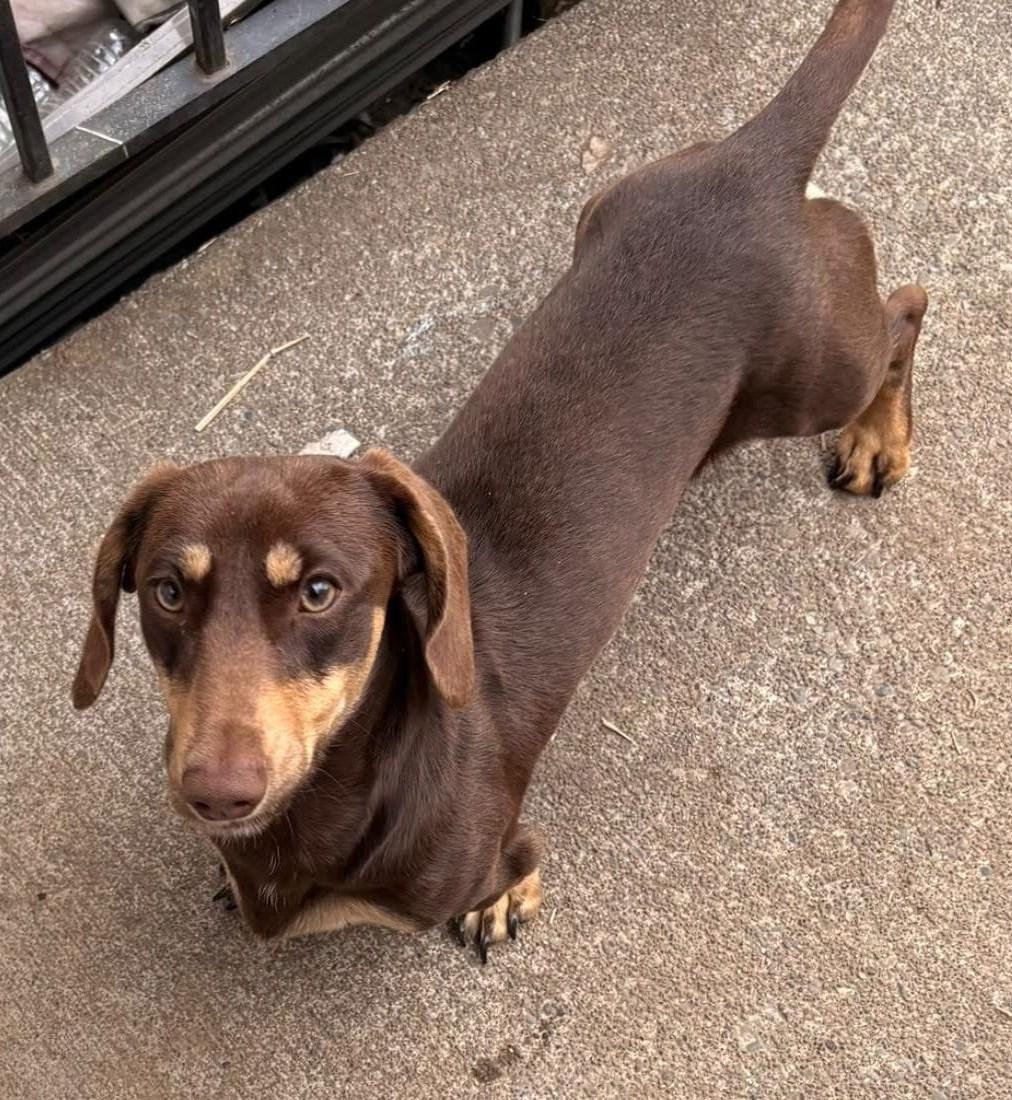 Enlarge Moose, a Adoptable Dachshund in Covington, WA image 4/5