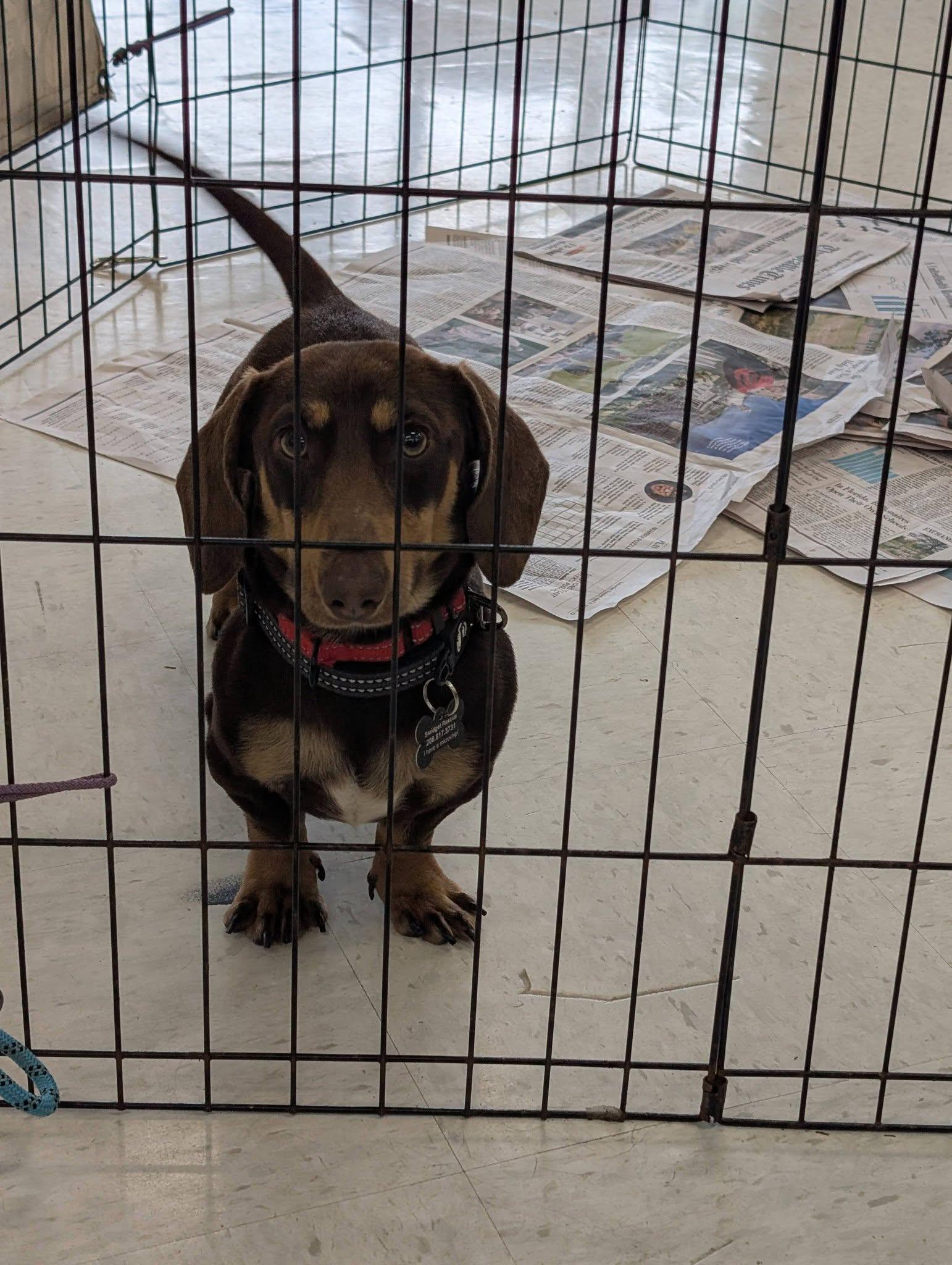 Enlarge Moose, a Adoptable Dachshund in Covington, WA image 5/5