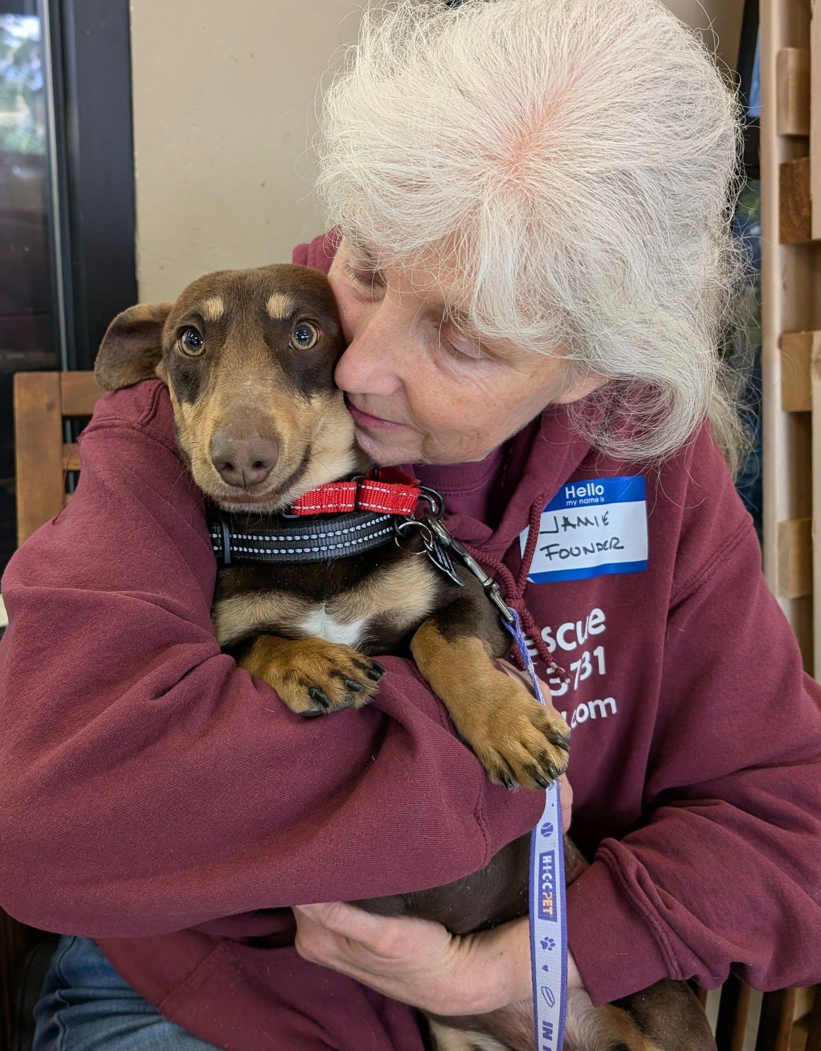 Enlarge Moose, a Adoptable Dachshund in Covington, WA image 2/5