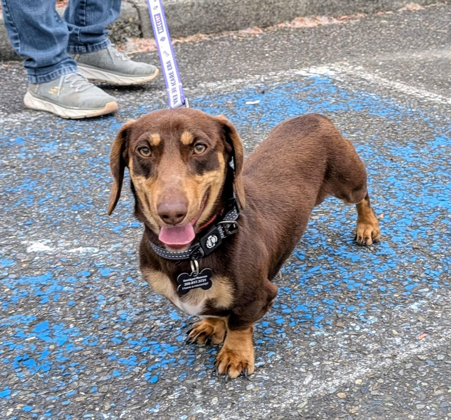 Moose, Adoptable, Young Male Dachshund.