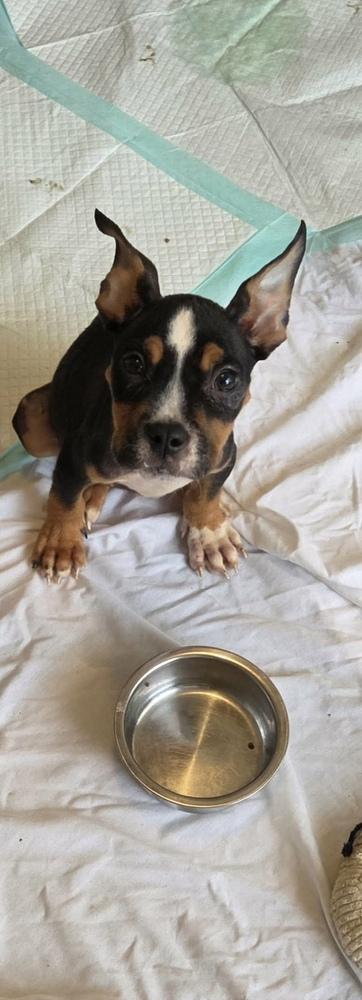 Enlarge Bryant, a Adoptable Boxer in Milton, FL image 1/3
