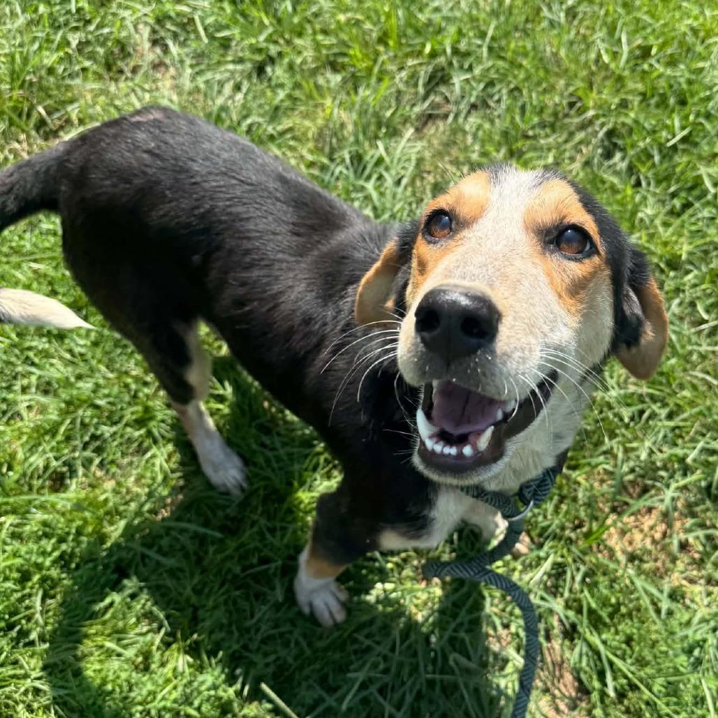 Rasmodeus, Adoptable, Young Male Mixed Breed.