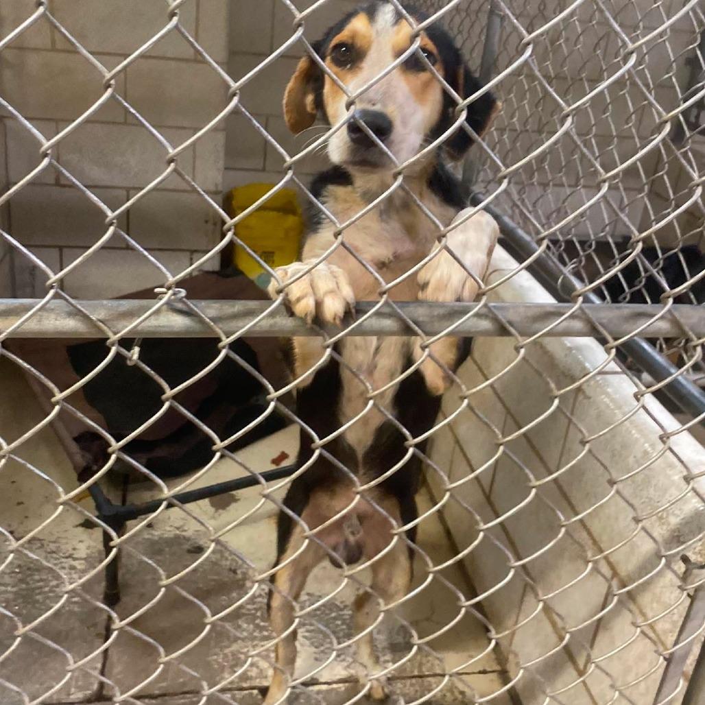 Enlarge Rasmodeus, a Adoptable Mixed Breed in Huntington, WV image 2/6