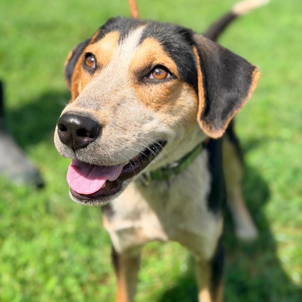 Enlarge Rasmodeus, a Adoptable Mixed Breed in Huntington, WV image 3/6
