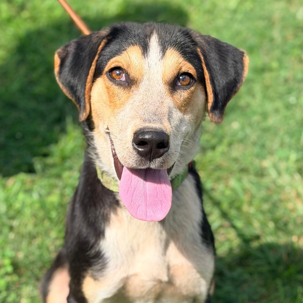 Enlarge Rasmodeus, a Adoptable Mixed Breed in Huntington, WV image 4/6