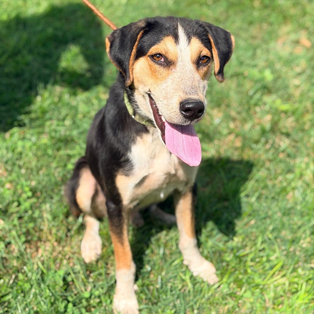 Enlarge Rasmodeus, a Adoptable Mixed Breed in Huntington, WV image 5/6