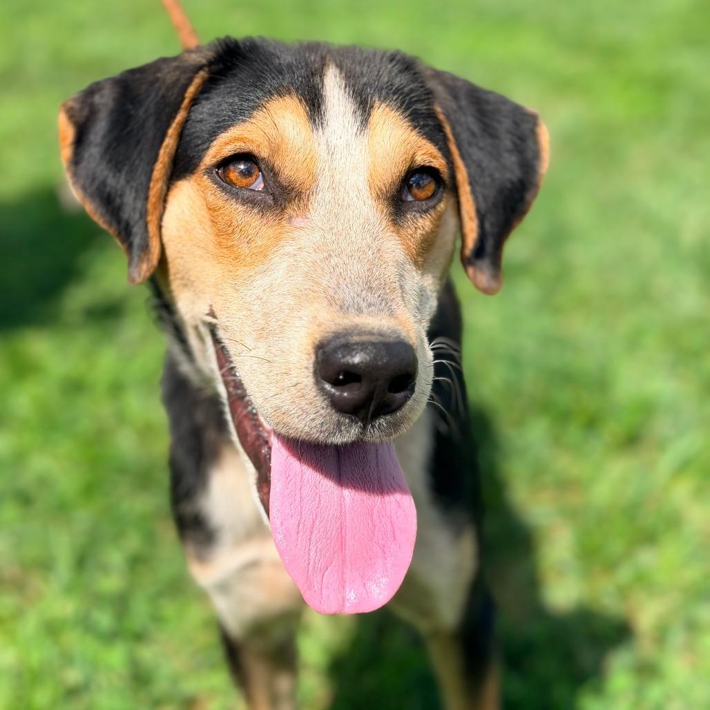 Enlarge Rasmodeus, a Adoptable Mixed Breed in Huntington, WV image 6/6