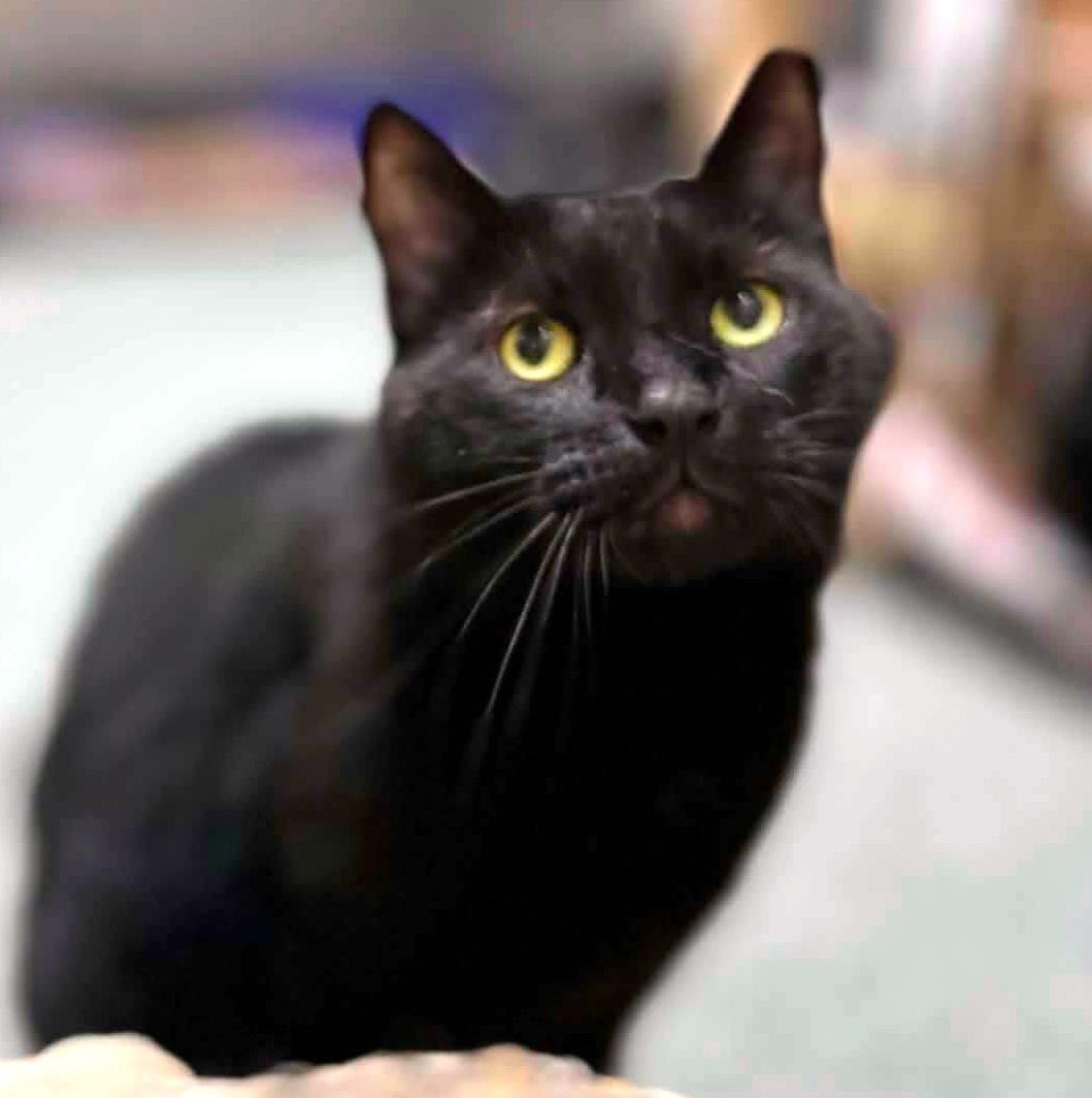 Odin, a ADOPTABLE Domestic Short Hair in Pittsburgh, PA image 3/6