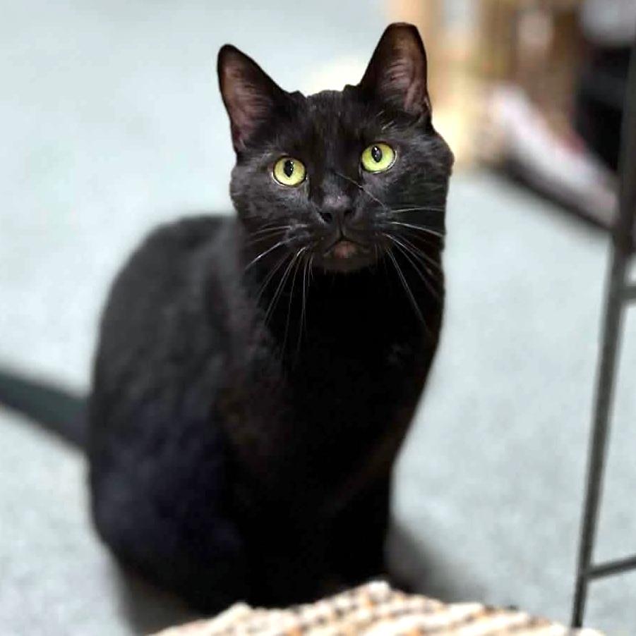 Odin, a ADOPTABLE Domestic Short Hair in Pittsburgh, PA image 1/6