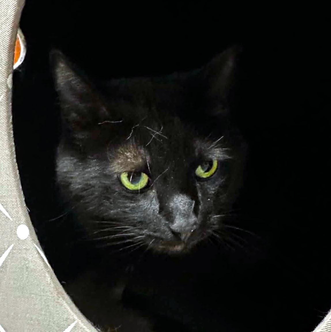 Odin, a ADOPTABLE Domestic Short Hair in Pittsburgh, PA image 6/6