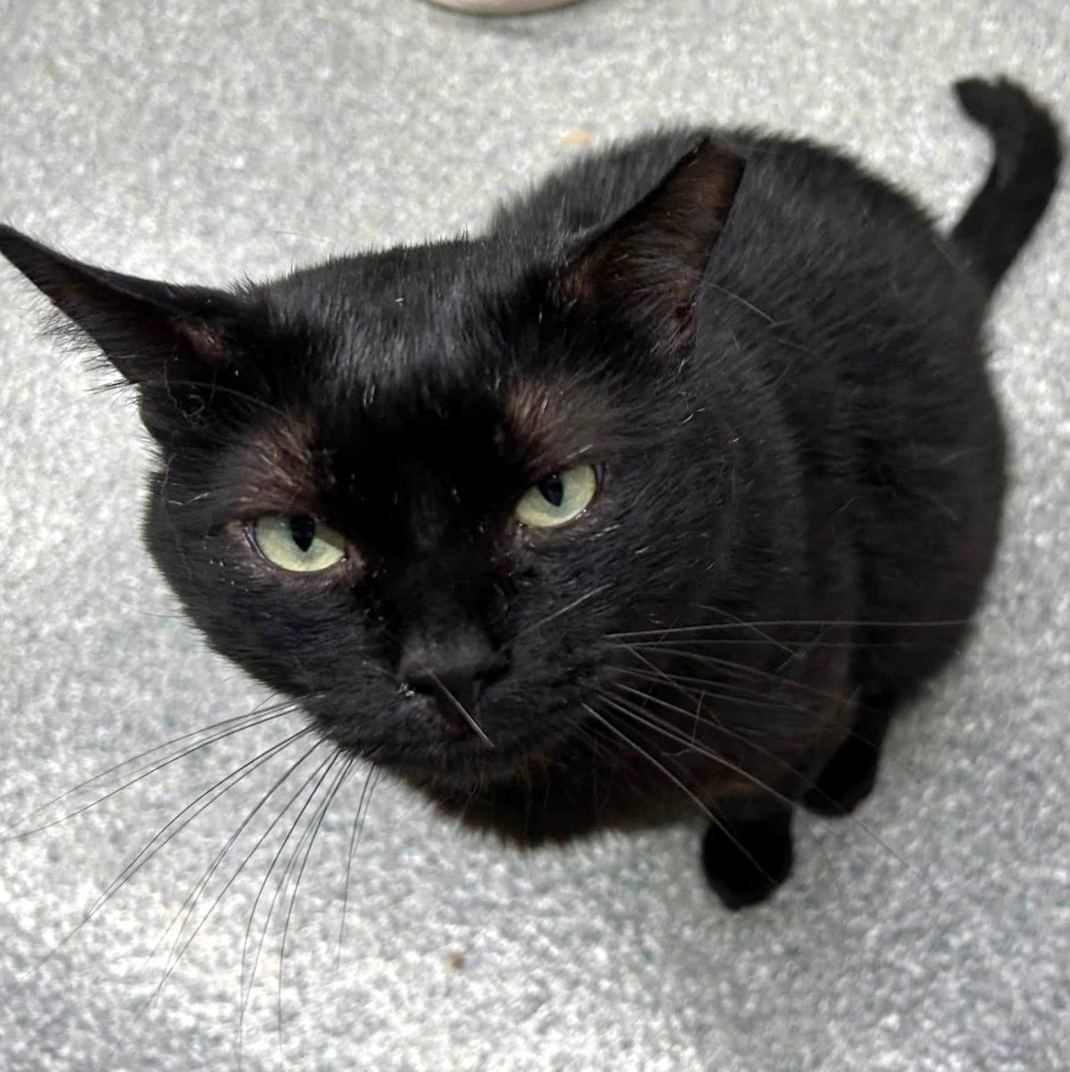 Odin, a ADOPTABLE Domestic Short Hair in Pittsburgh, PA image 2/6