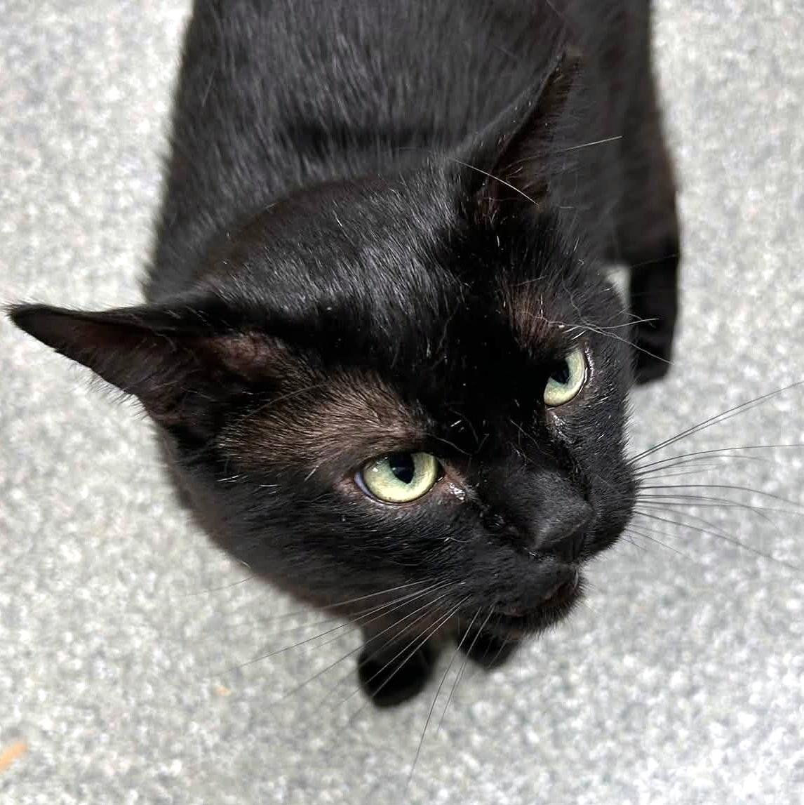 Odin, a ADOPTABLE Domestic Short Hair in Pittsburgh, PA image 5/6