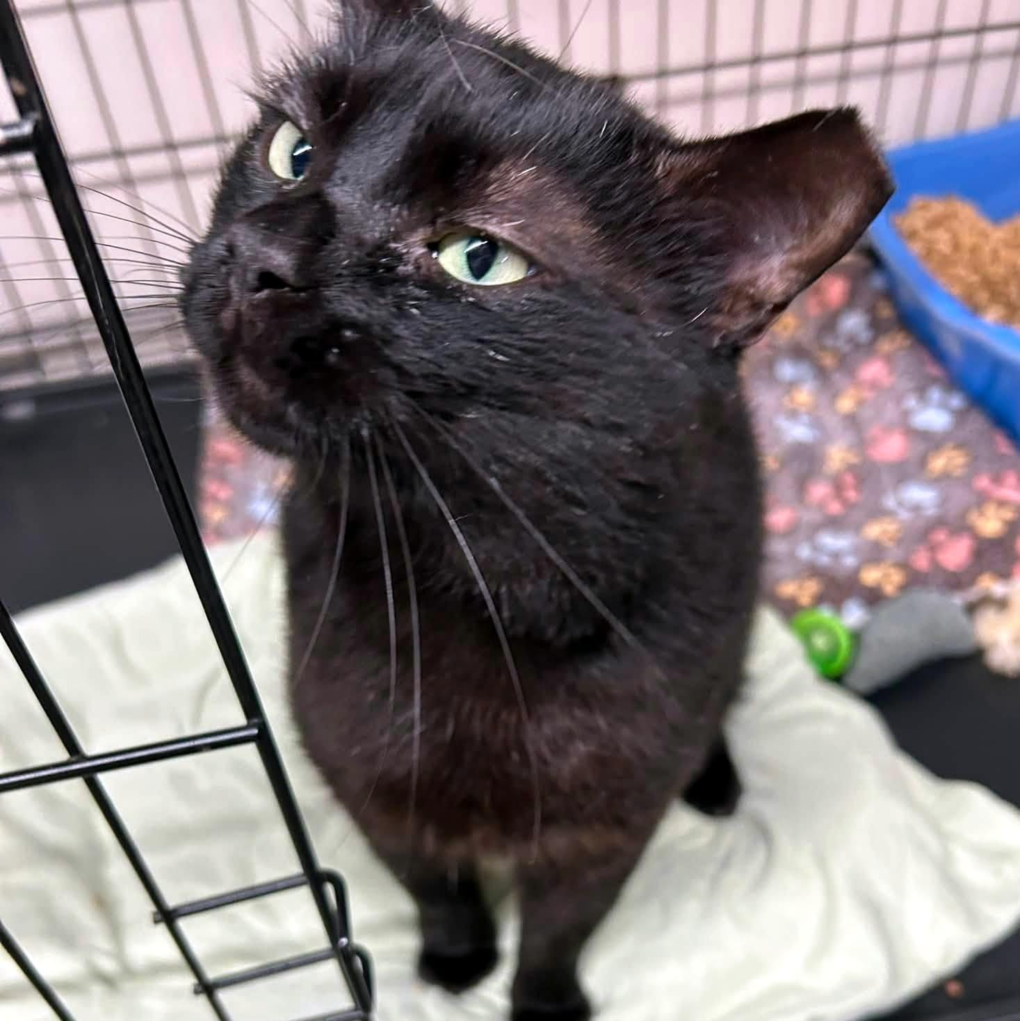 Odin, a ADOPTABLE Domestic Short Hair in Pittsburgh, PA image 4/6