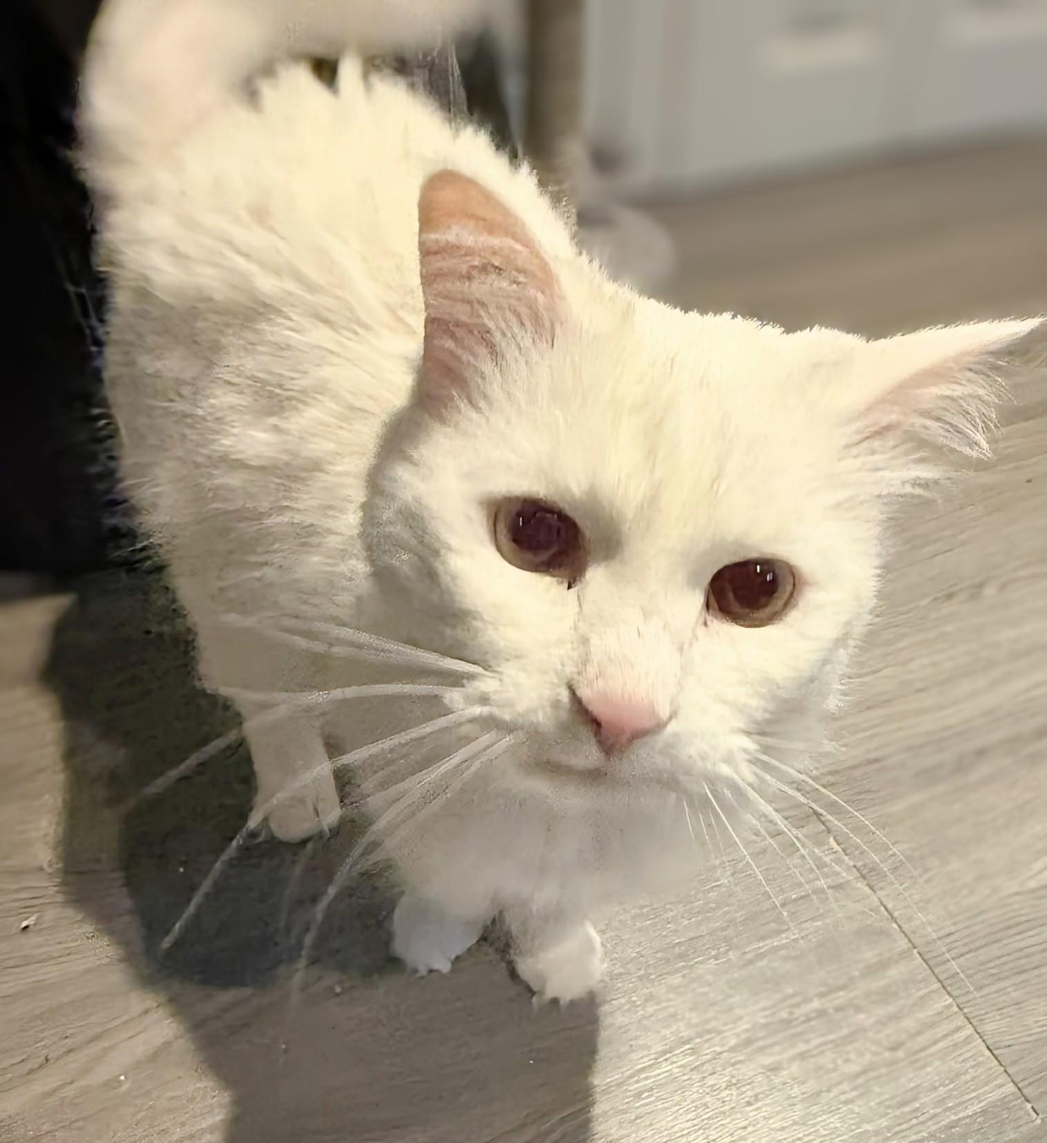 Snowball, adoptable, Adult Female Siamese.