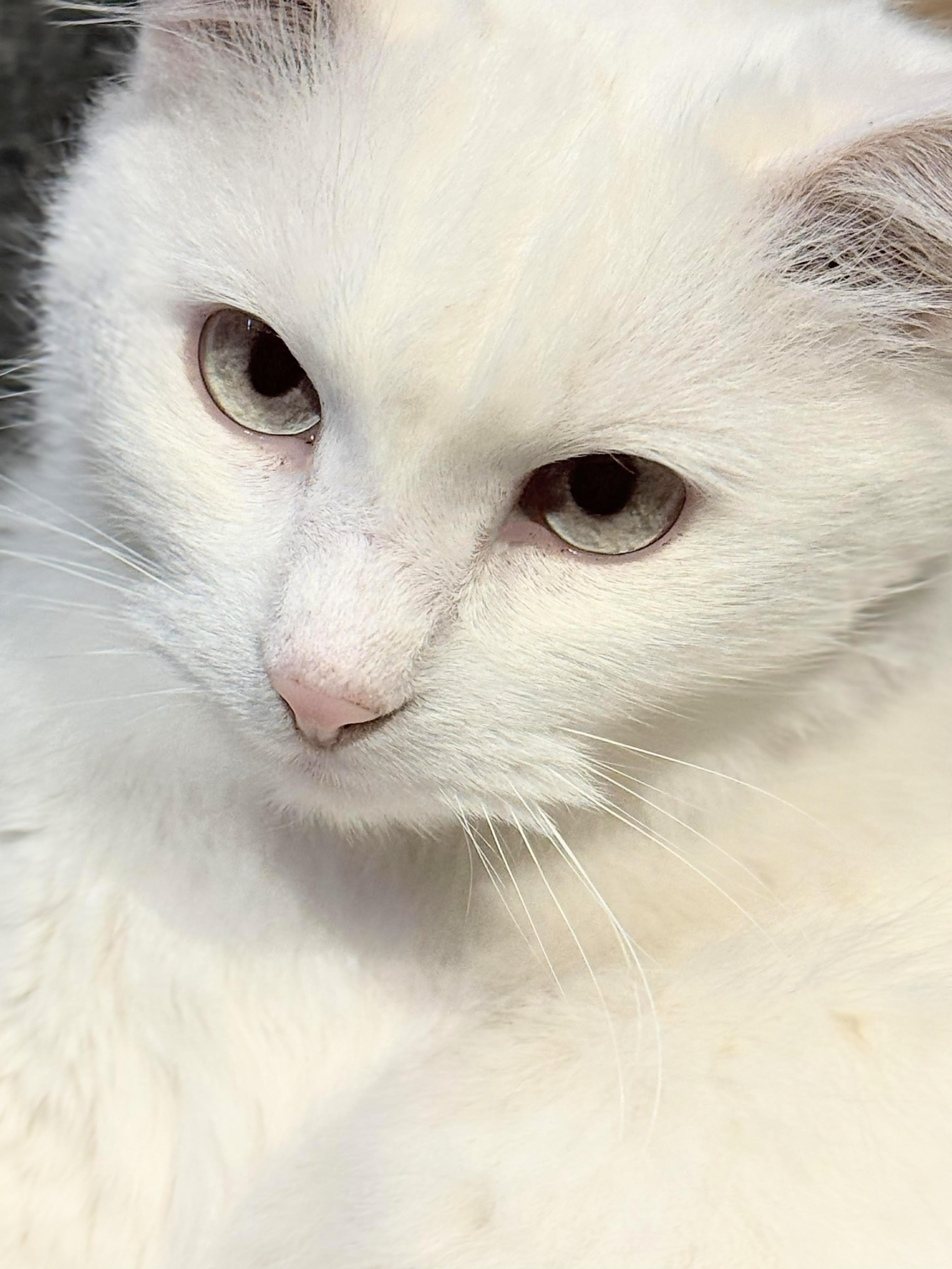 Snowball, an adoptable Siamese in Winnipeg, MB image 6/6