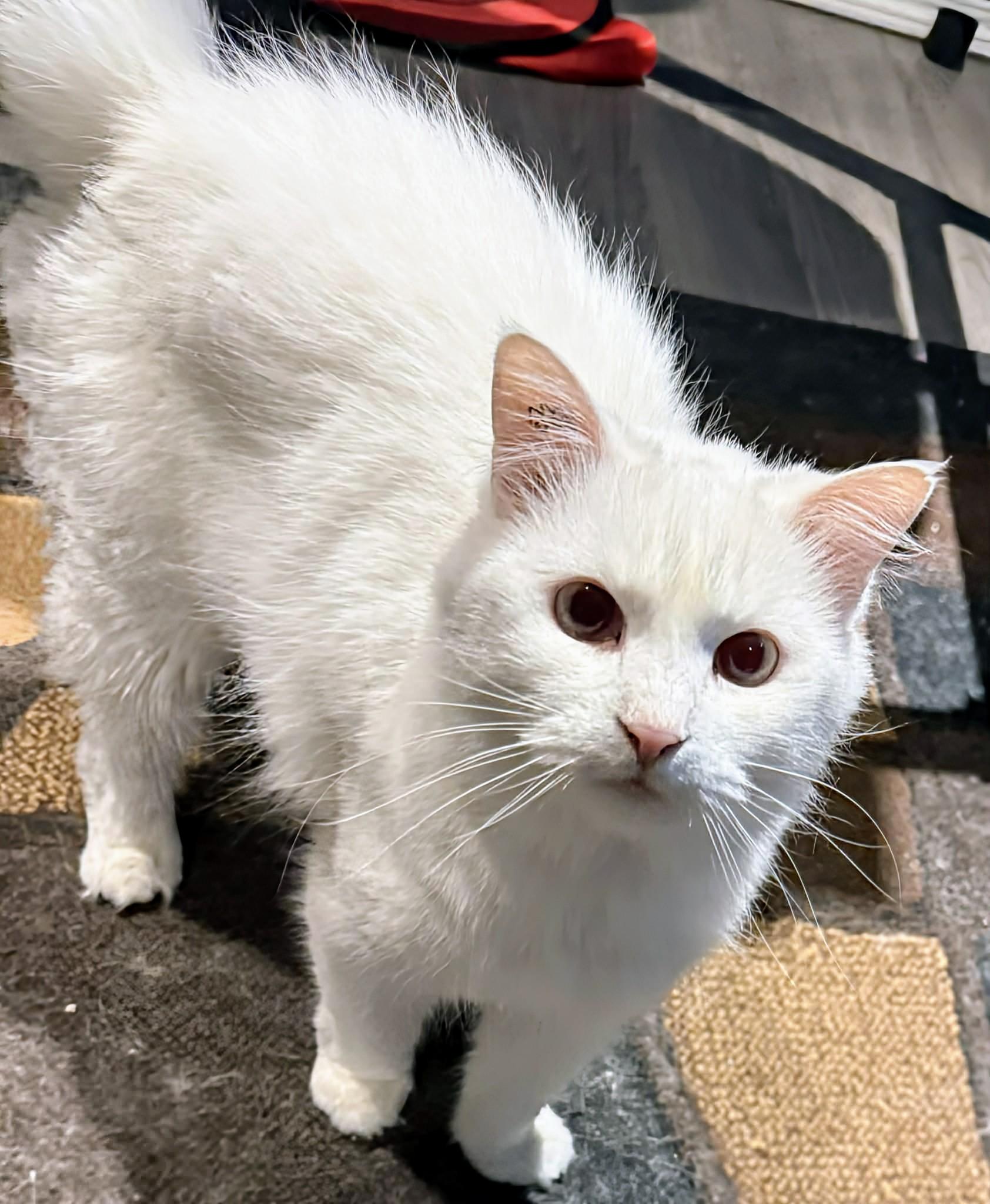 Snowball, an adoptable Siamese in Winnipeg, MB image 1/6